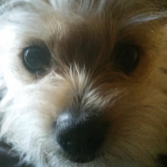 Meet your Posher, Christine and Bridgette🐾 - Picture 5 of 16